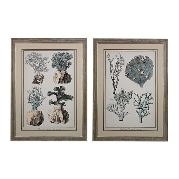Oversized Coral Species I And II - Fine Art Giclees Under Glass