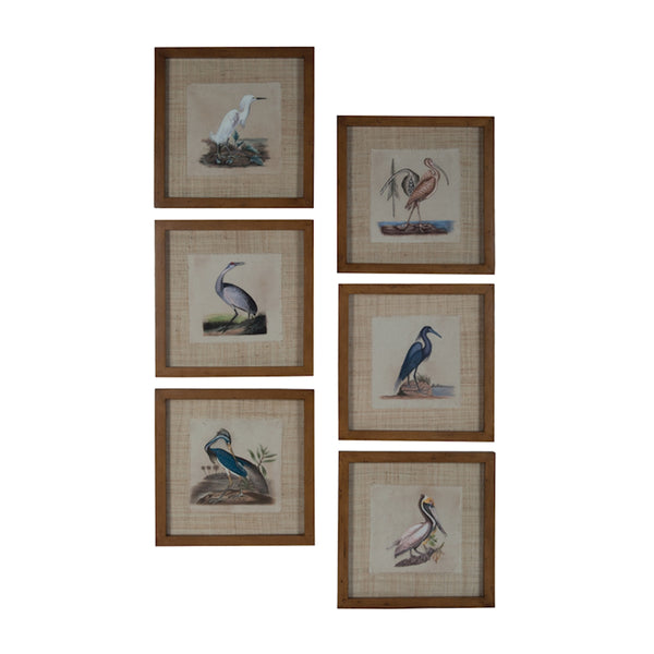 Tropical Water Birds