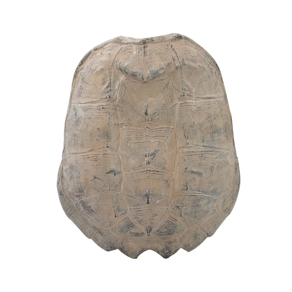 Cretaceous Spiny Turtle Shell