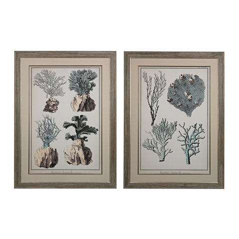 Oversized Coral Species I And II - Fine Art Giclees Under Glass