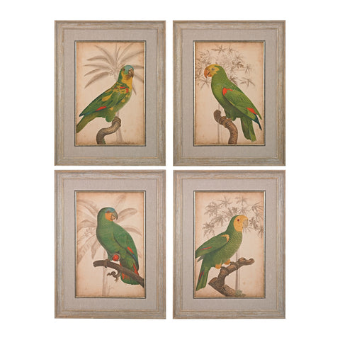 Parrot And Palm I Through IV - Fine Art Giclees Under Glass