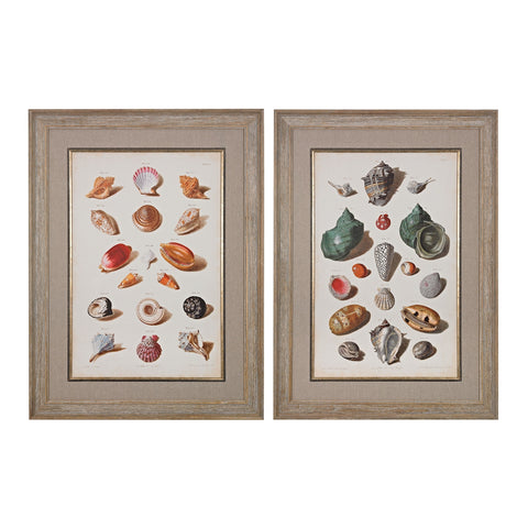 Muller Shells V And VI - Fine Art Giclees Under Glass