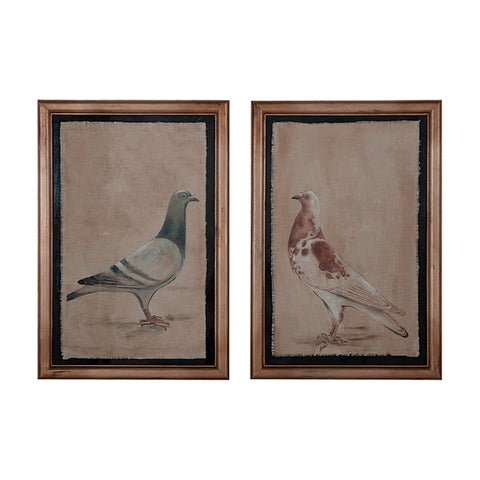 Rock Doves