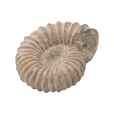 Cretaceous Ancient Shell Sculpture