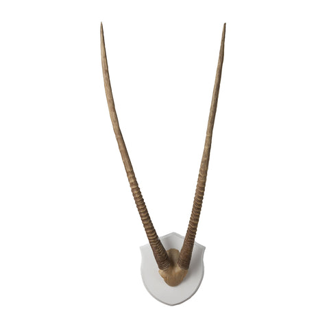 Wall Mounted Resin Gazelle Horns With Ecru Plaque