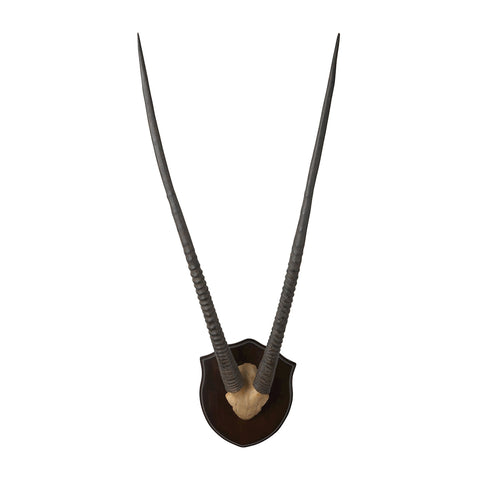 Wall Mounted Resin Gazelle Horns With Dark Plaque