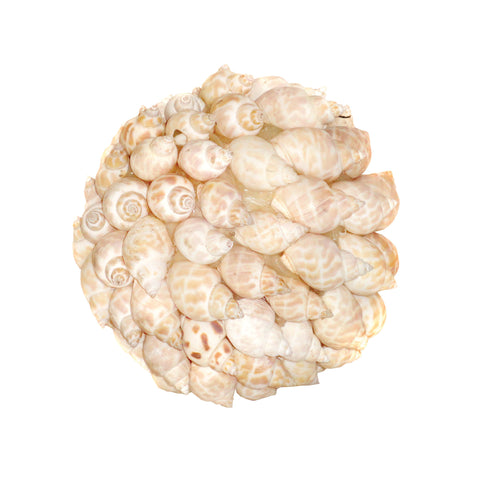 Shell 5-Inch Decor Sphere