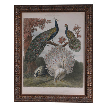 Crestview PEACOCK GATHERING CSS2043